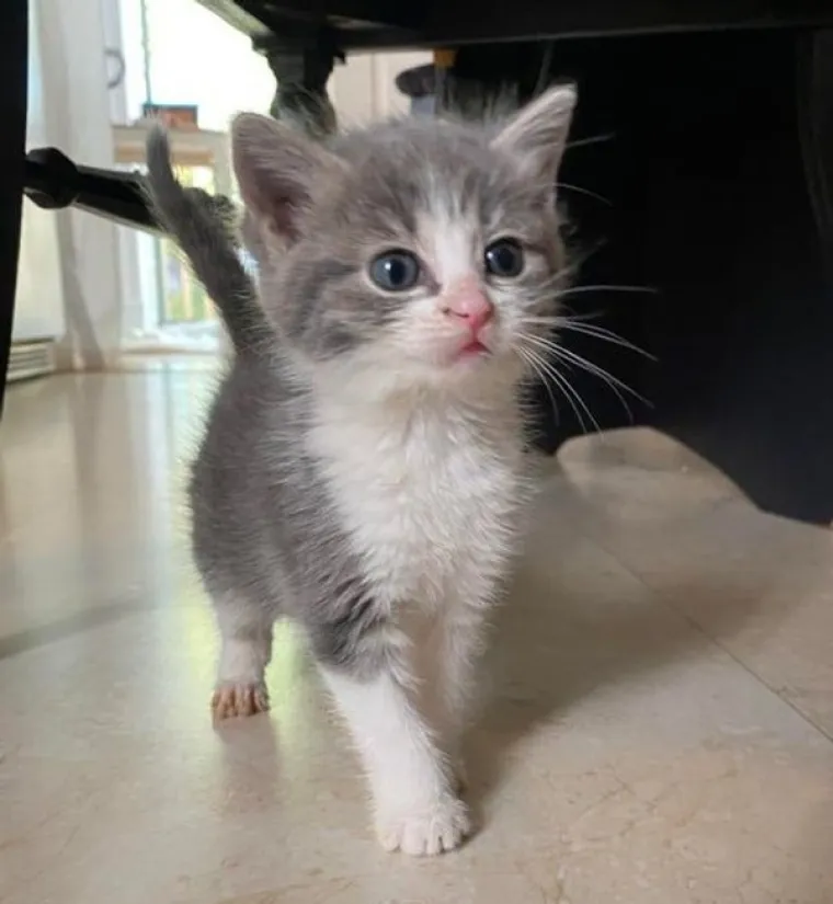 VLASNICI POKAZALI KAKO SU IZGLEDALE NJIHOVE DLAKAVE BEBE: Postoji li ne&scaron;to slađe?