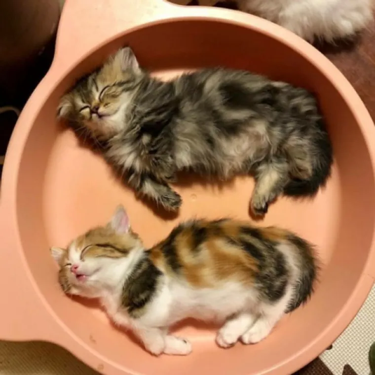 VLASNICI POKAZALI KAKO SU IZGLEDALE NJIHOVE DLAKAVE BEBE: Postoji li ne&scaron;to slađe?