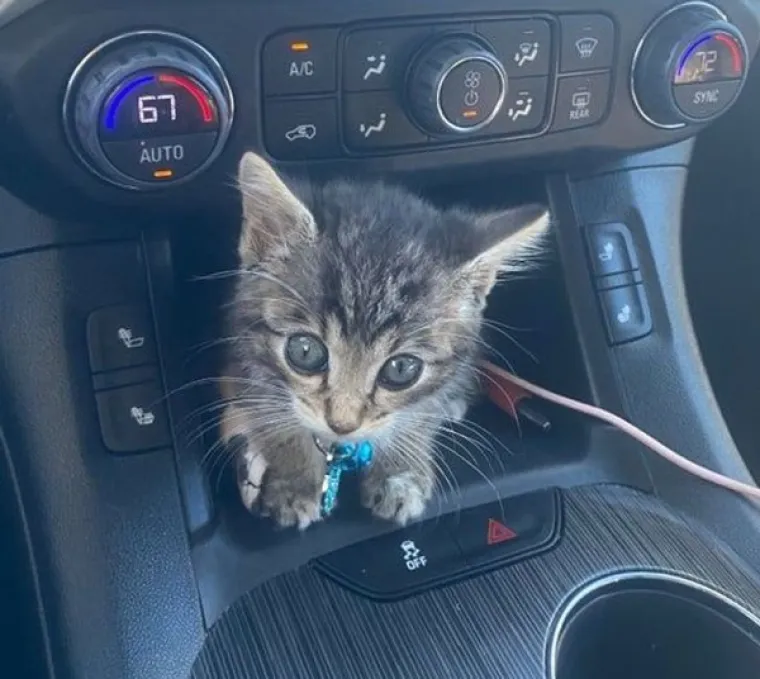 VLASNICI POKAZALI KAKO SU IZGLEDALE NJIHOVE DLAKAVE BEBE: Postoji li ne&scaron;to slađe?