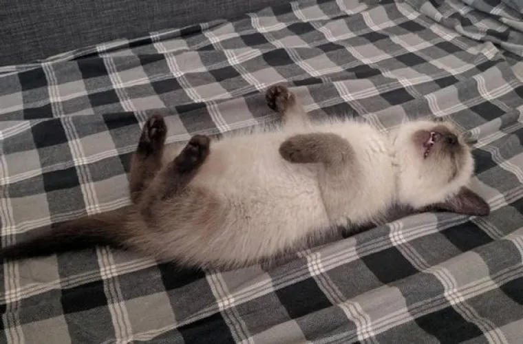 VLASNICI POKAZALI KAKO SU IZGLEDALE NJIHOVE DLAKAVE BEBE: Postoji li ne&scaron;to slađe?