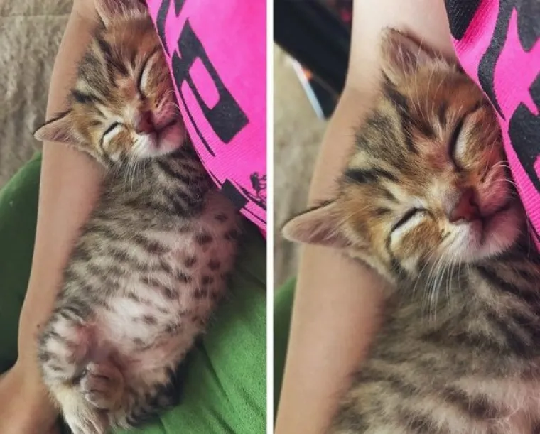 VLASNICI POKAZALI KAKO SU IZGLEDALE NJIHOVE DLAKAVE BEBE: Postoji li ne&scaron;to slađe?