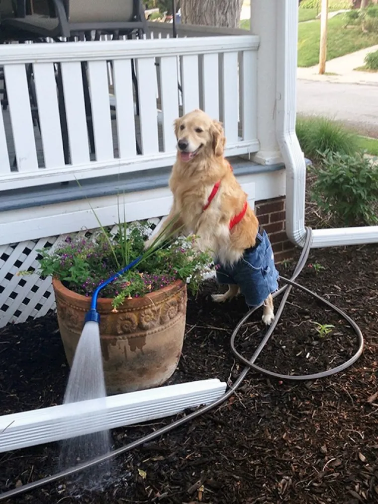 Prava mala pozerica: Rastopit ćete se kad vidite fotke ove preslatke retriverice