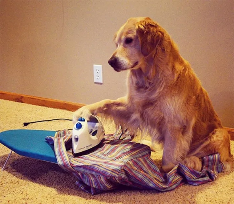 Prava mala pozerica: Rastopit ćete se kad vidite fotke ove preslatke retriverice