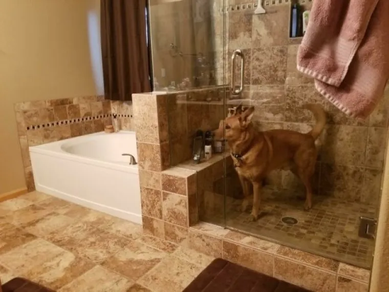 PONOSNI POTOMCI MOĆNIH VUKOVA, A POGLEDAJTE IH SADA:  Ljubimci u izdanjima u kojima ba&scaron; i ne bi voljeli da ih se vidi