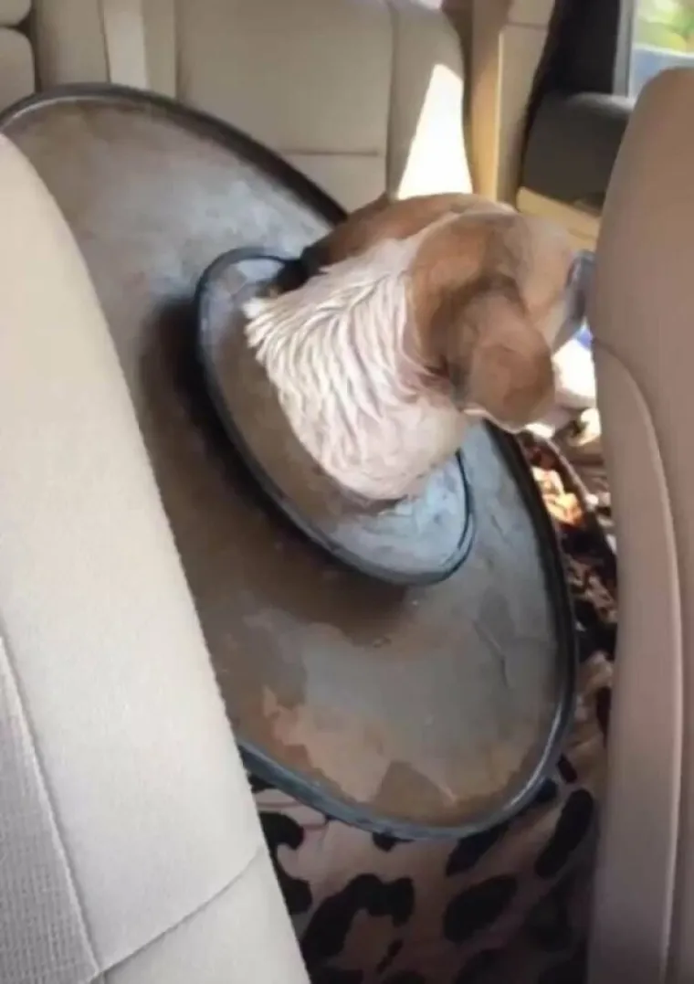 PONOSNI POTOMCI MOĆNIH VUKOVA, A POGLEDAJTE IH SADA:  Ljubimci u izdanjima u kojima ba&scaron; i ne bi voljeli da ih se vidi