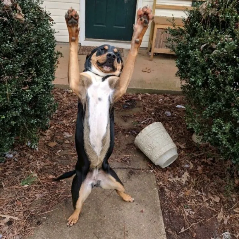 PONOSNI POTOMCI MOĆNIH VUKOVA, A POGLEDAJTE IH SADA:  Ljubimci u izdanjima u kojima ba&scaron; i ne bi voljeli da ih se vidi