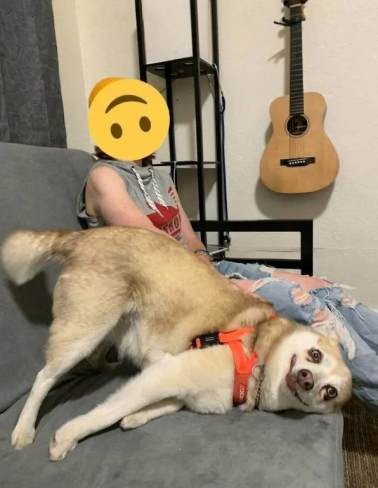 PONOSNI POTOMCI MOĆNIH VUKOVA, A POGLEDAJTE IH SADA:  Ljubimci u izdanjima u kojima ba&scaron; i ne bi voljeli da ih se vidi