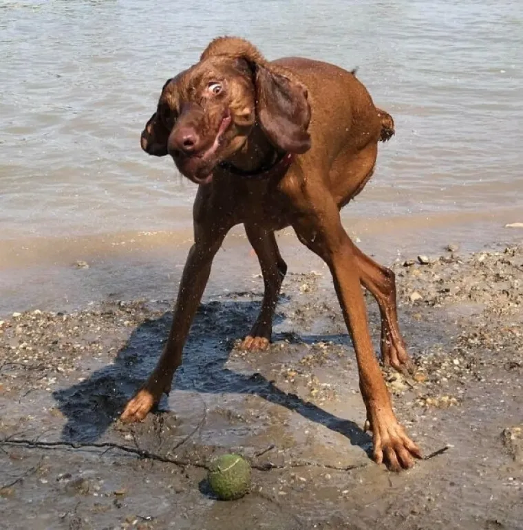 PONOSNI POTOMCI MOĆNIH VUKOVA, A POGLEDAJTE IH SADA:  Ljubimci u izdanjima u kojima ba&scaron; i ne bi voljeli da ih se vidi