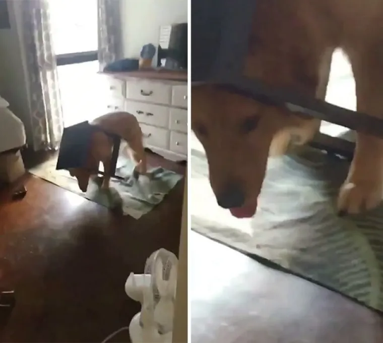 PONOSNI POTOMCI MOĆNIH VUKOVA, A POGLEDAJTE IH SADA:  Ljubimci u izdanjima u kojima ba&scaron; i ne bi voljeli da ih se vidi