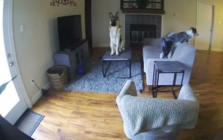 PONOSNI POTOMCI MOĆNIH VUKOVA, A POGLEDAJTE IH SADA:  Ljubimci u izdanjima u kojima ba&scaron; i ne bi voljeli da ih se vidi