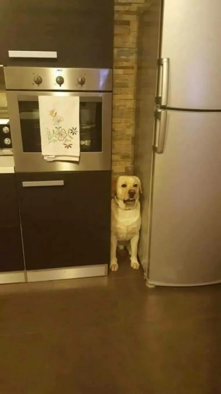 PONOSNI POTOMCI MOĆNIH VUKOVA, A POGLEDAJTE IH SADA:  Ljubimci u izdanjima u kojima ba&scaron; i ne bi voljeli da ih se vidi