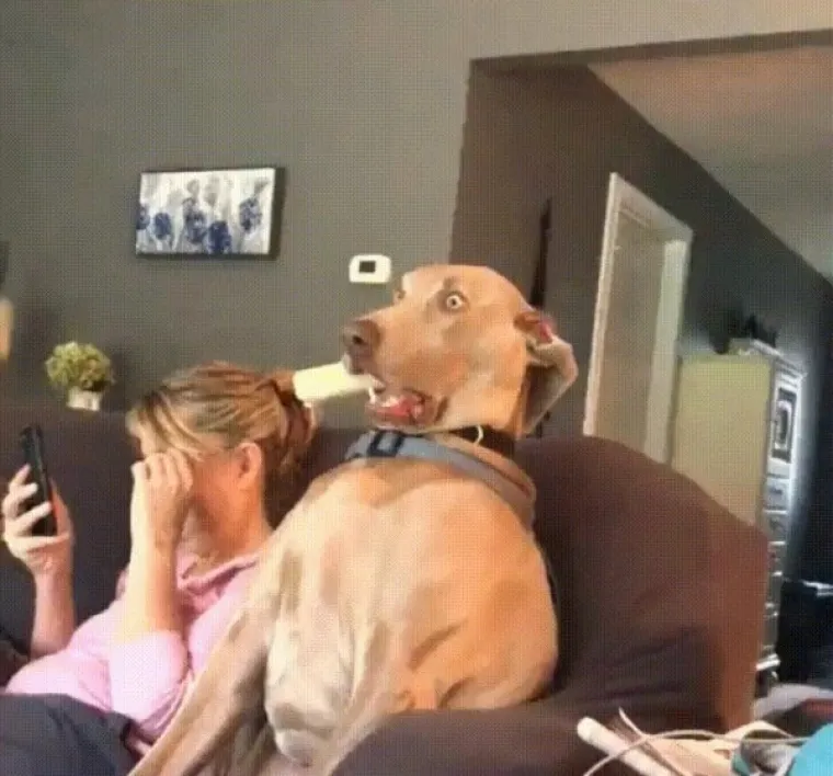 PONOSNI POTOMCI MOĆNIH VUKOVA, A POGLEDAJTE IH SADA:  Ljubimci u izdanjima u kojima ba&scaron; i ne bi voljeli da ih se vidi