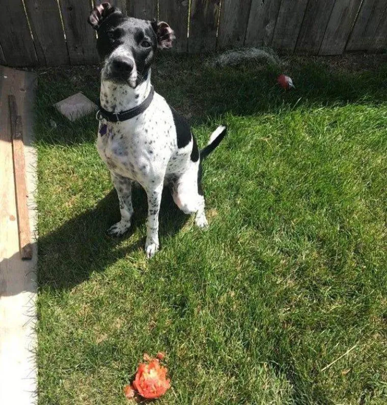 NE&Scaron;TO IM JE IPAK OSTALO OD LOVAČKOG INSTINKTA: Snimili svoje ljubimce koji su se dokopali hrane na urnebesne načine