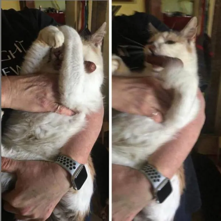 NE&Scaron;TO IM JE IPAK OSTALO OD LOVAČKOG INSTINKTA: Snimili svoje ljubimce koji su se dokopali hrane na urnebesne načine