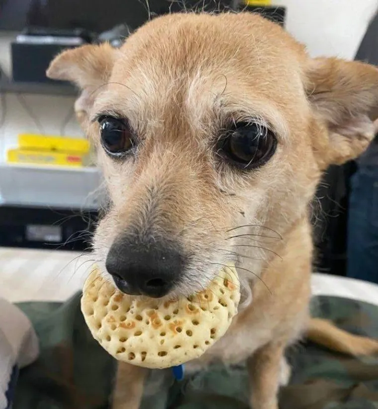 NE&Scaron;TO IM JE IPAK OSTALO OD LOVAČKOG INSTINKTA: Snimili svoje ljubimce koji su se dokopali hrane na urnebesne načine