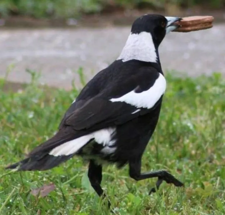 NE&Scaron;TO IM JE IPAK OSTALO OD LOVAČKOG INSTINKTA: Snimili svoje ljubimce koji su se dokopali hrane na urnebesne načine