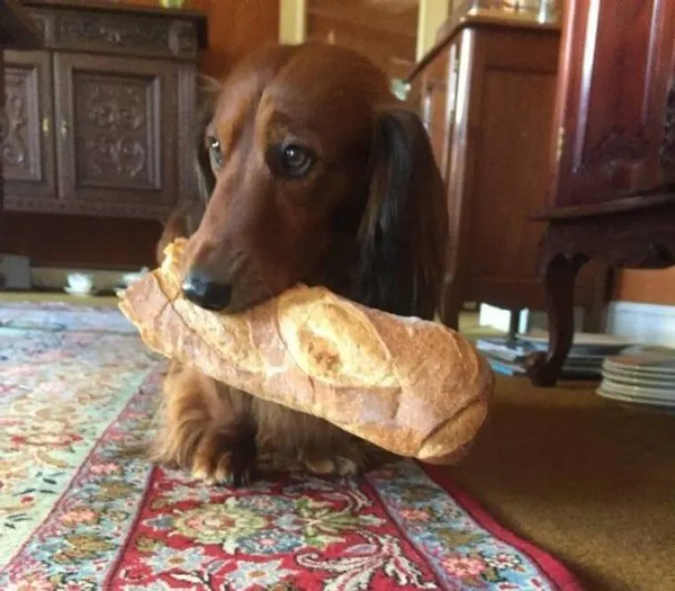 NE&Scaron;TO IM JE IPAK OSTALO OD LOVAČKOG INSTINKTA: Snimili svoje ljubimce koji su se dokopali hrane na urnebesne načine