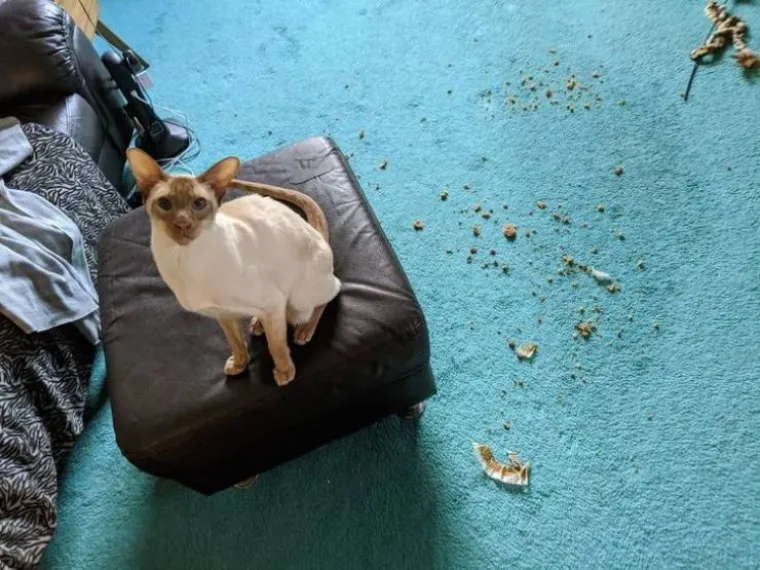 NE&Scaron;TO IM JE IPAK OSTALO OD LOVAČKOG INSTINKTA: Snimili svoje ljubimce koji su se dokopali hrane na urnebesne načine