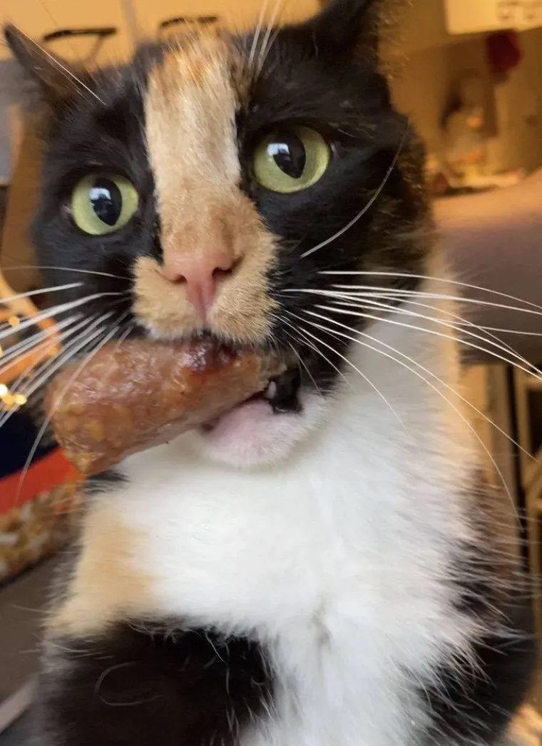 NE&Scaron;TO IM JE IPAK OSTALO OD LOVAČKOG INSTINKTA: Snimili svoje ljubimce koji su se dokopali hrane na urnebesne načine