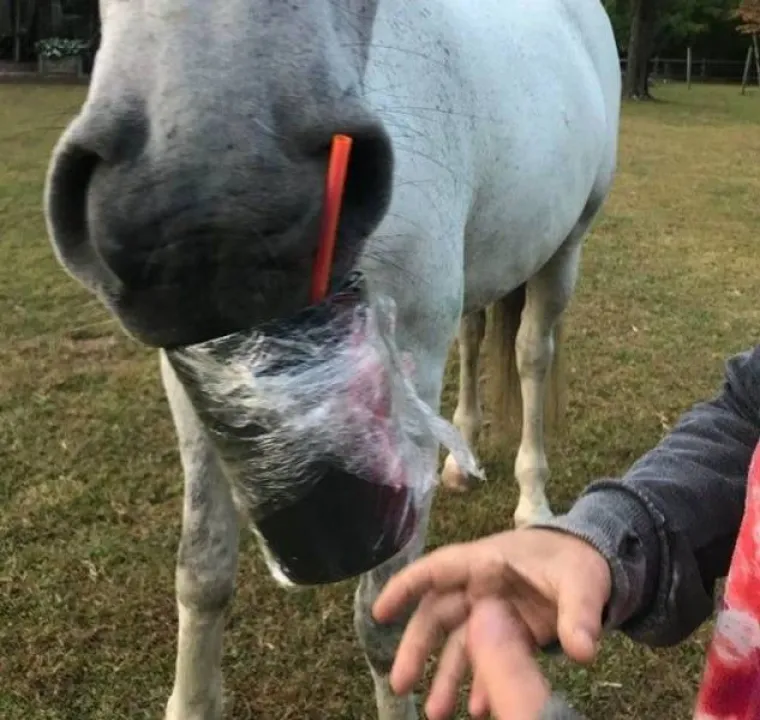 NE&Scaron;TO IM JE IPAK OSTALO OD LOVAČKOG INSTINKTA: Snimili svoje ljubimce koji su se dokopali hrane na urnebesne načine