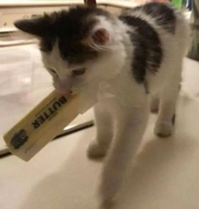 NE&Scaron;TO IM JE IPAK OSTALO OD LOVAČKOG INSTINKTA: Snimili svoje ljubimce koji su se dokopali hrane na urnebesne načine