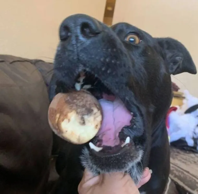 NE&Scaron;TO IM JE IPAK OSTALO OD LOVAČKOG INSTINKTA: Snimili svoje ljubimce koji su se dokopali hrane na urnebesne načine