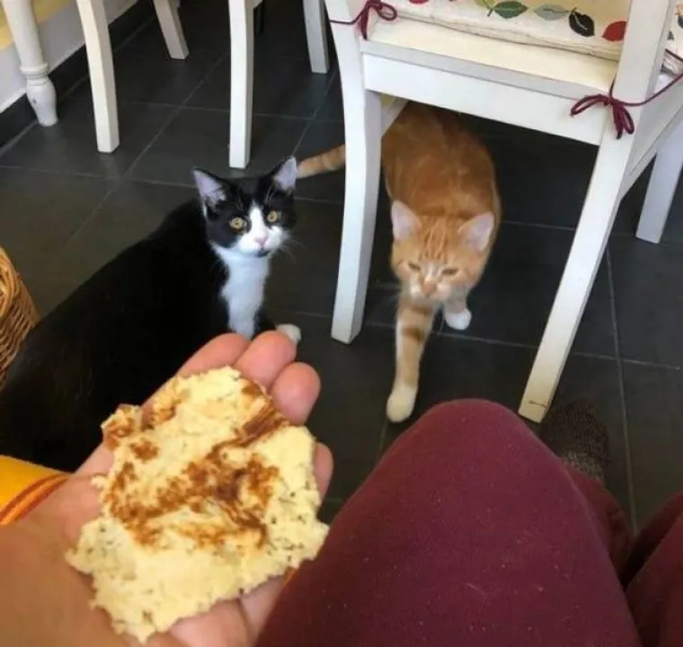 NE&Scaron;TO IM JE IPAK OSTALO OD LOVAČKOG INSTINKTA: Snimili svoje ljubimce koji su se dokopali hrane na urnebesne načine