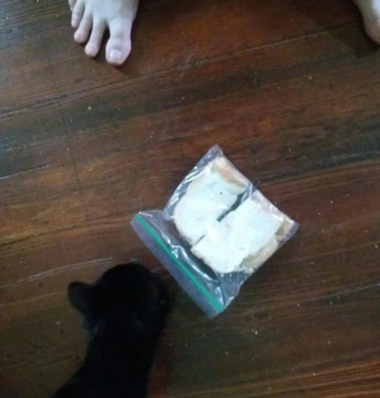 NE&Scaron;TO IM JE IPAK OSTALO OD LOVAČKOG INSTINKTA: Snimili svoje ljubimce koji su se dokopali hrane na urnebesne načine