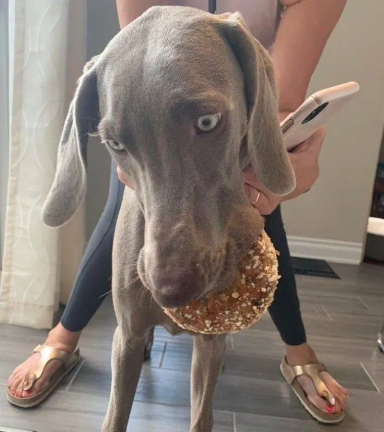 NE&Scaron;TO IM JE IPAK OSTALO OD LOVAČKOG INSTINKTA: Snimili svoje ljubimce koji su se dokopali hrane na urnebesne načine