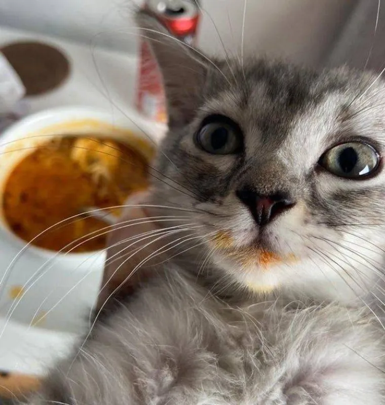 NE&Scaron;TO IM JE IPAK OSTALO OD LOVAČKOG INSTINKTA: Snimili svoje ljubimce koji su se dokopali hrane na urnebesne načine