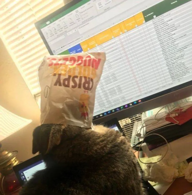 NE&Scaron;TO IM JE IPAK OSTALO OD LOVAČKOG INSTINKTA: Snimili svoje ljubimce koji su se dokopali hrane na urnebesne načine