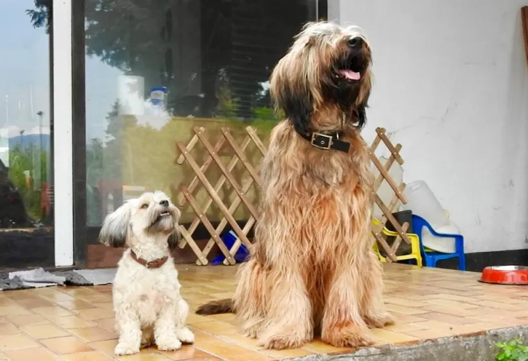 Vrtić i hotel za pse 'Veliki i mali'