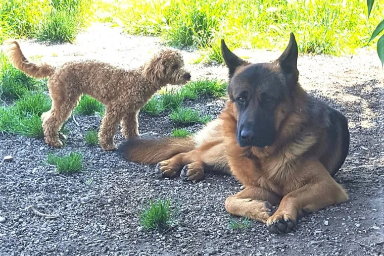 Vrtić i hotel za pse 'Veliki i mali'