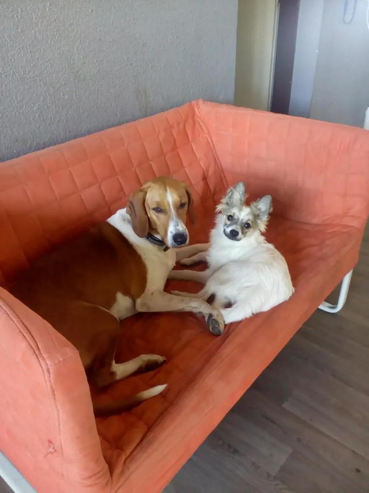 Vrtić i hotel za pse 'Veliki i mali'