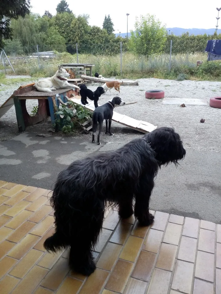 Vrtić i hotel za pse 'Veliki i mali'