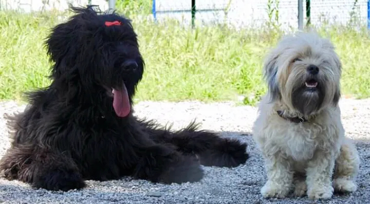 Vrtić i hotel za pse 'Veliki i mali'