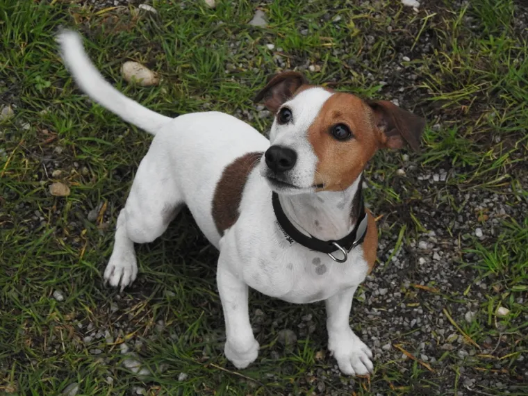 Vrtić i hotel za pse 'Veliki i mali'