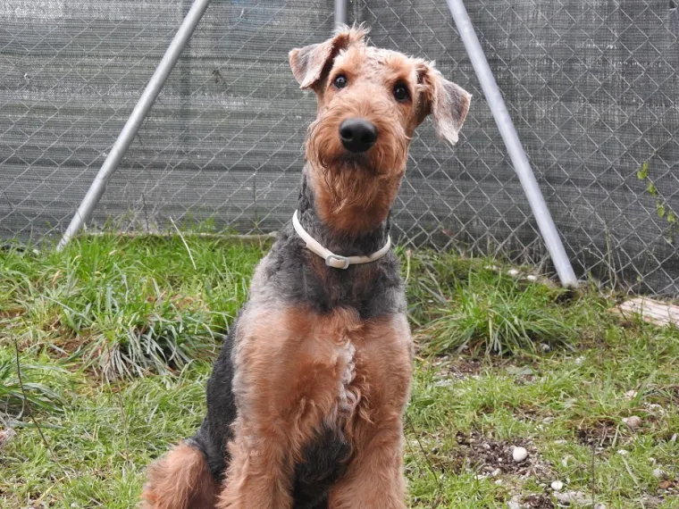 Vrtić i hotel za pse 'Veliki i mali'