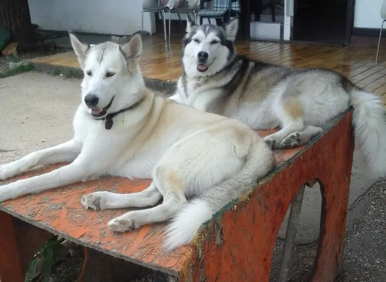 Vrtić i hotel za pse 'Veliki i mali'