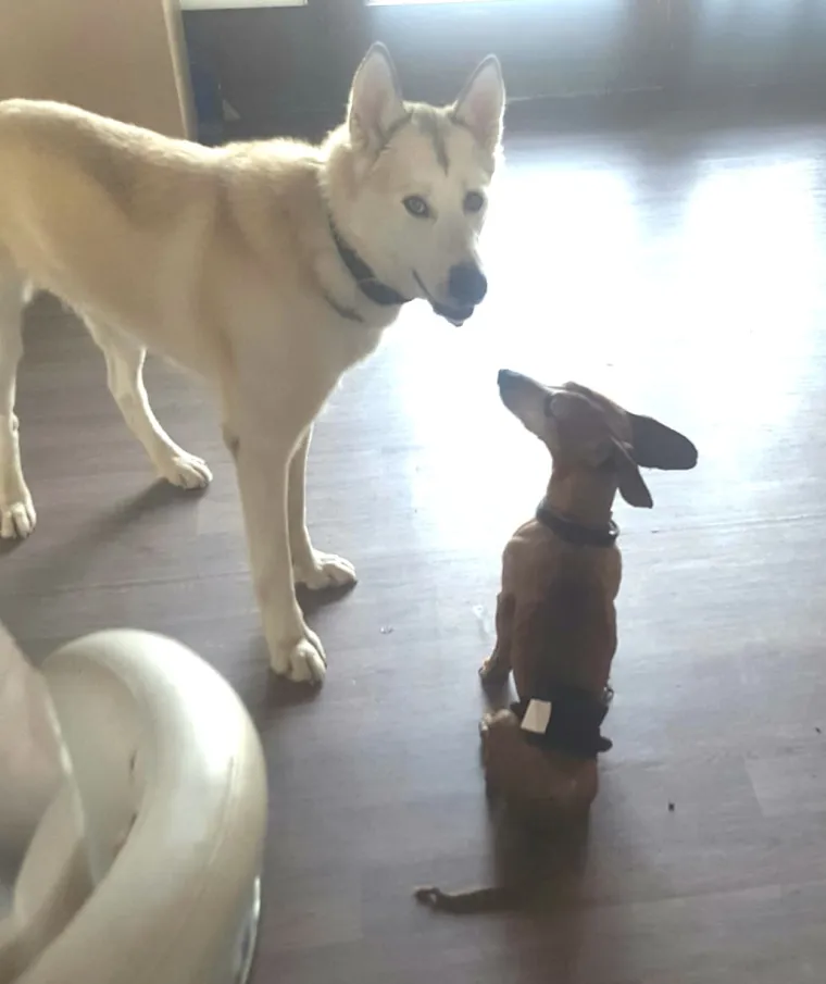 Vrtić i hotel za pse 'Veliki i mali'