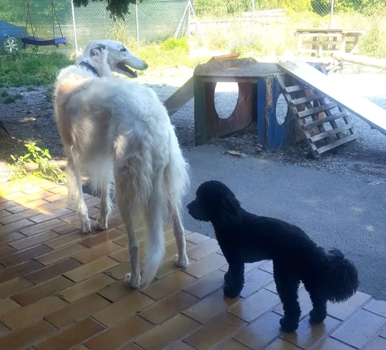 Vrtić i hotel za pse 'Veliki i mali'