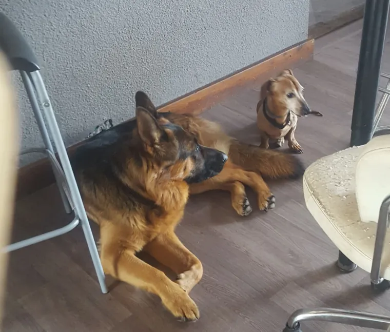 Vrtić i hotel za pse 'Veliki i mali'