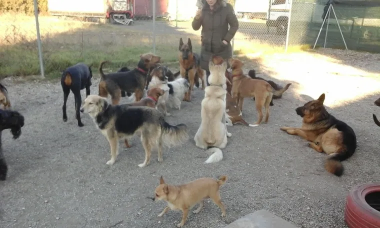 Vrtić i hotel za pse 'Veliki i mali'