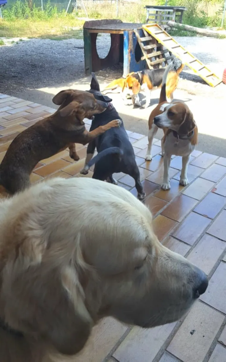 Vrtić i hotel za pse 'Veliki i mali'