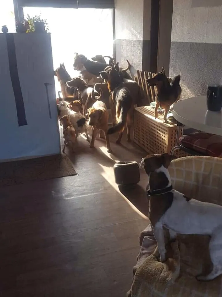 Vrtić i hotel za pse 'Veliki i mali'