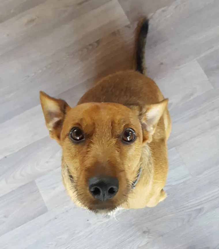 Vrtić i hotel za pse 'Veliki i mali'