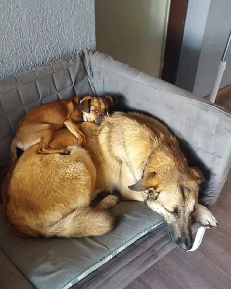 Vrtić i hotel za pse 'Veliki i mali'