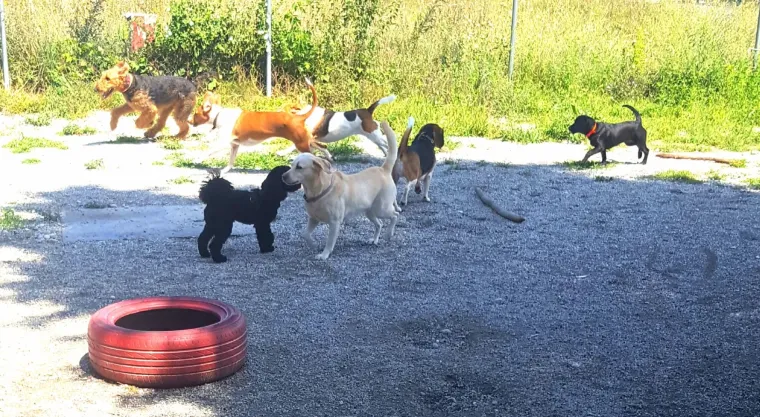 Vrtić i hotel za pse 'Veliki i mali'