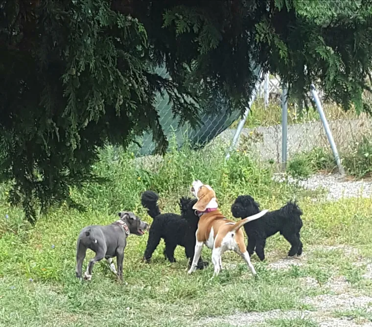 Vrtić i hotel za pse 'Veliki i mali'