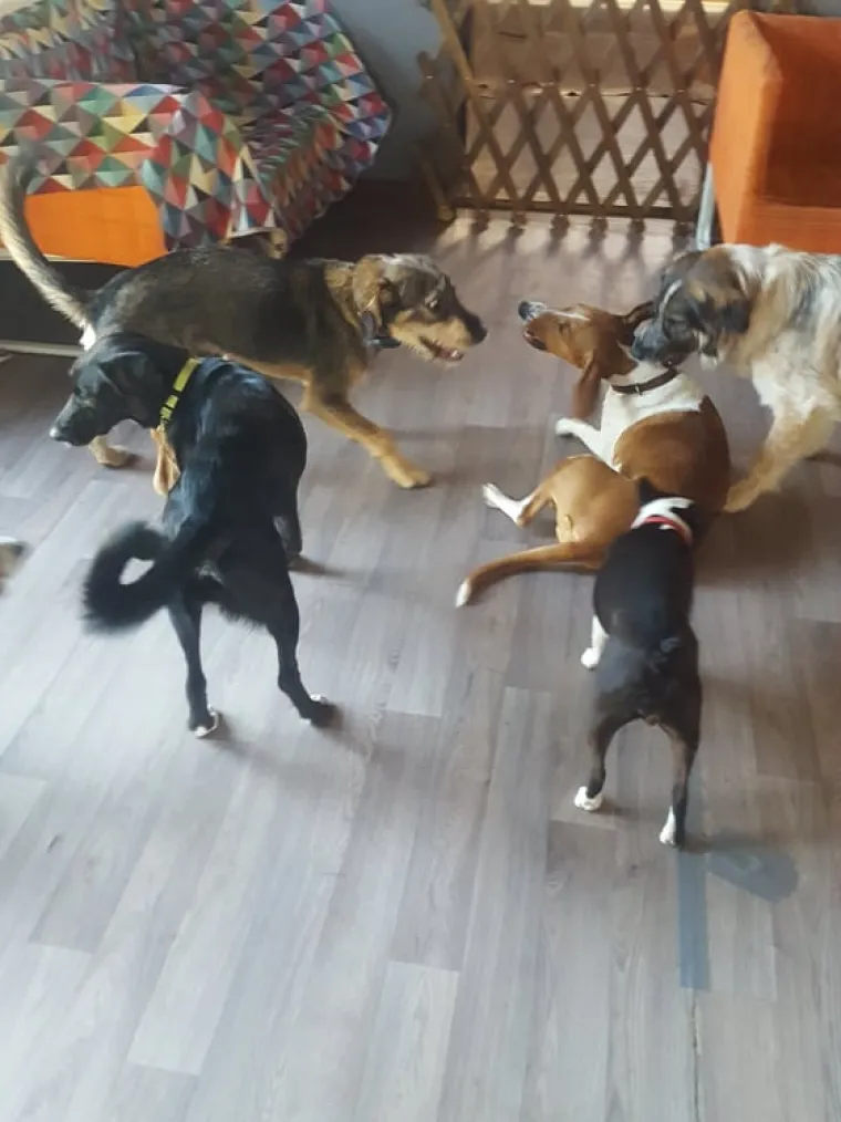 Vrtić i hotel za pse 'Veliki i mali'